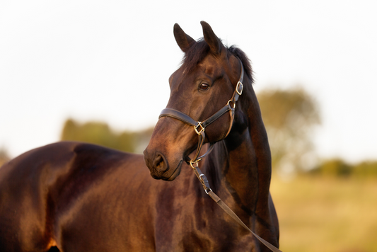 Managing your Horses Post-Clip Routine.