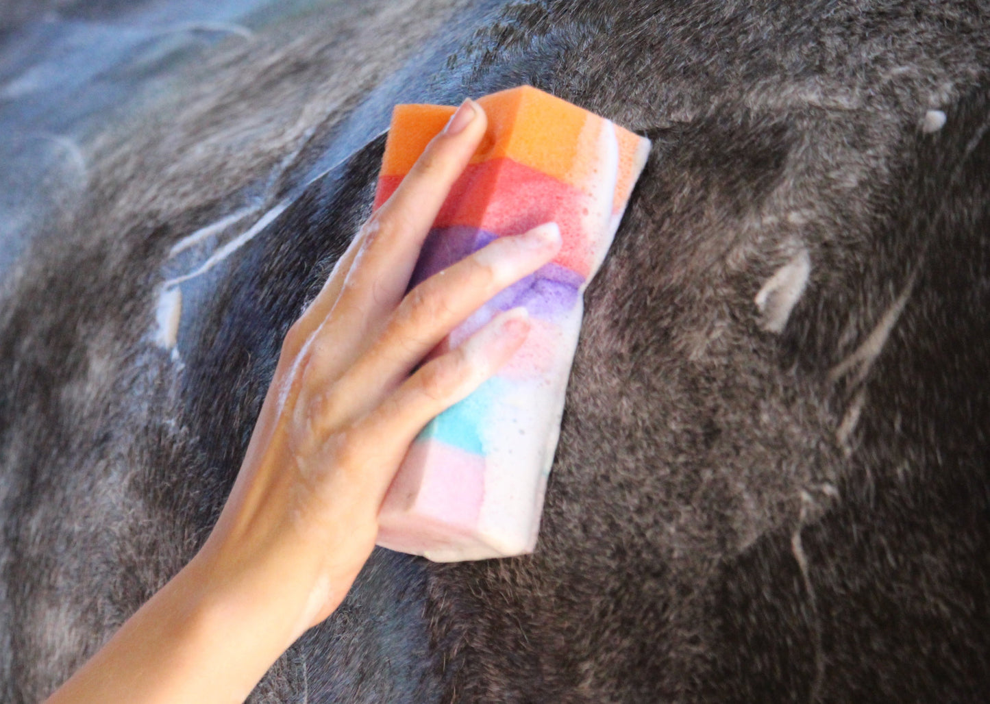 Rainbow Sponge