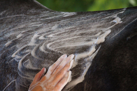 Pure Steed microbiome-friendly horse grooming