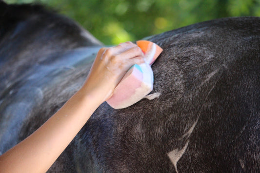 Managing your horses post-clip routine.