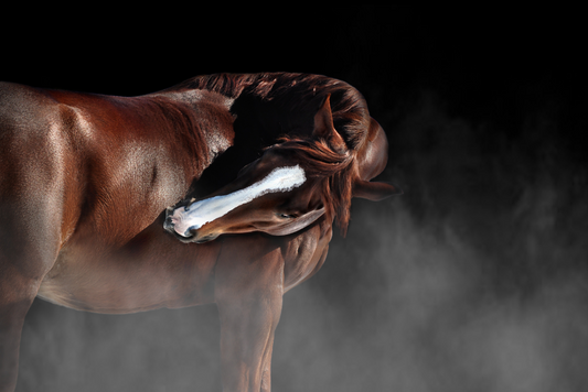 Pure Steed answers why horses itch